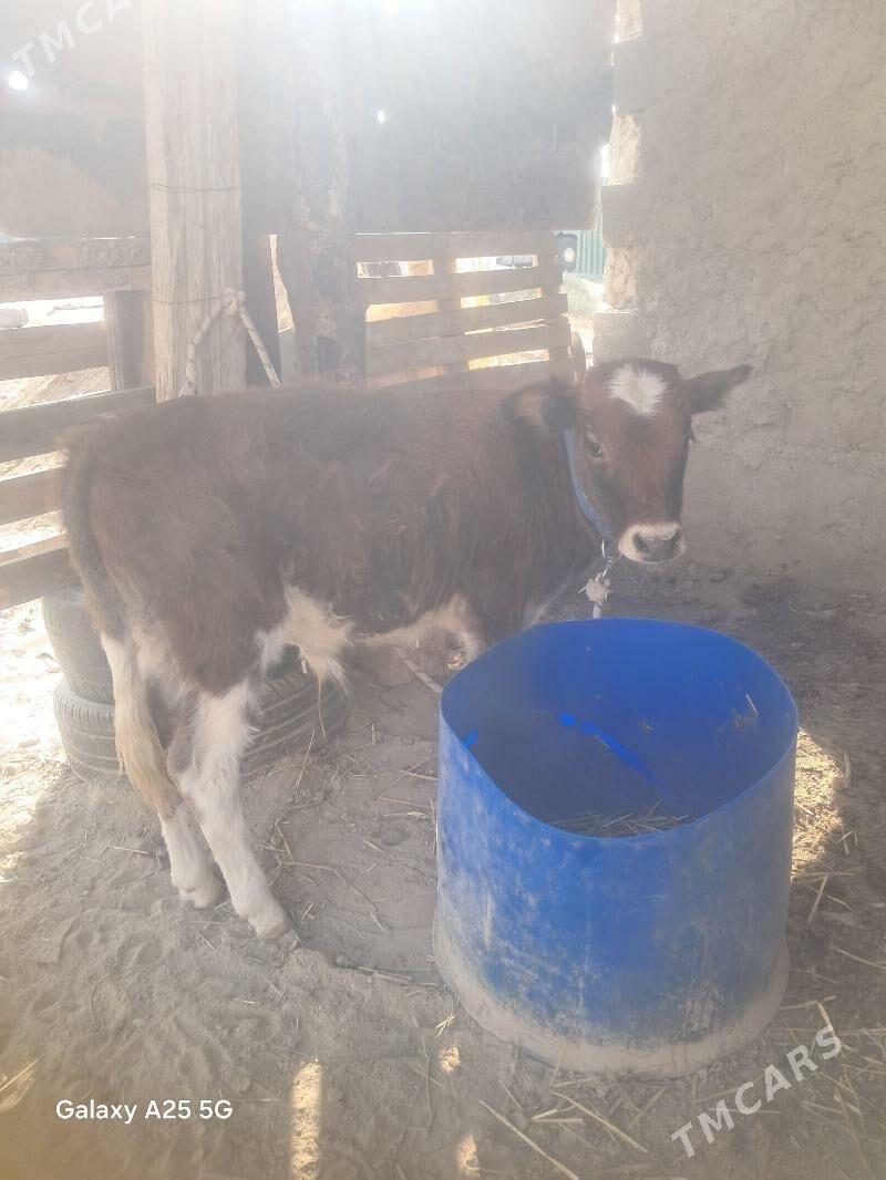 Öküzçe - Анев - img 3