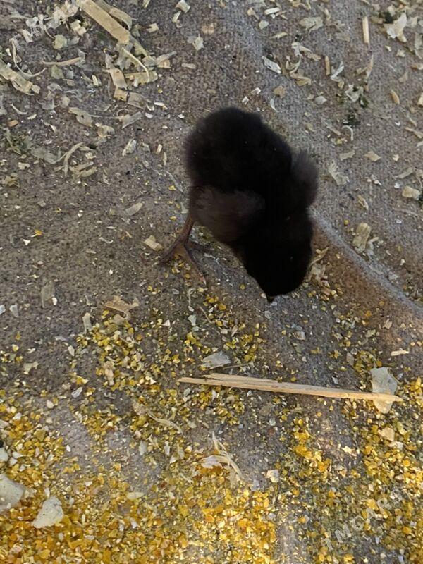 Жуйже АТАКС парода - Dänew - img 2