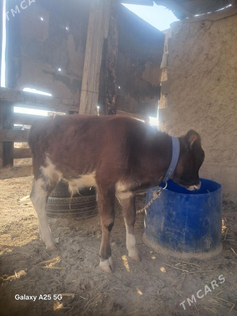 Öküzçe - Анев - img 5