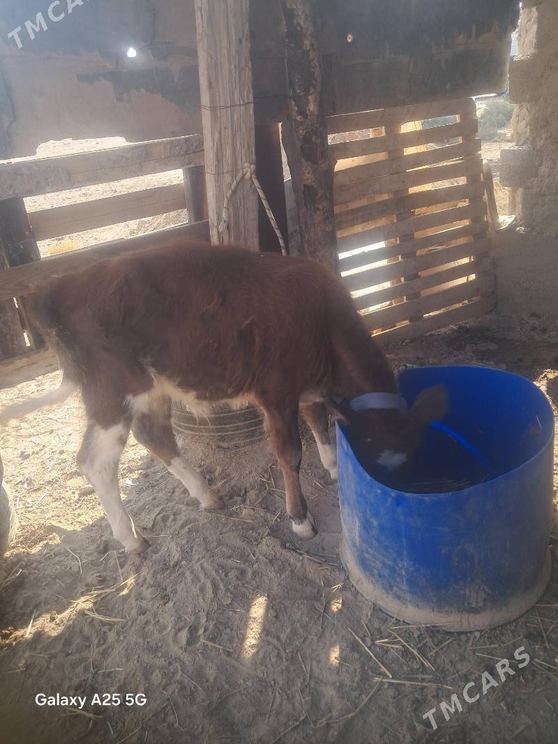 Öküzçe - Анев - img 4