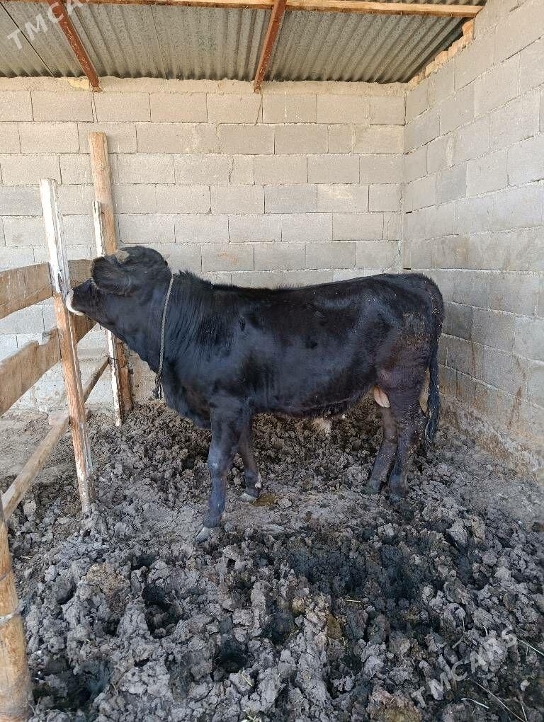 okuz tuwe - Bäherden - img 2