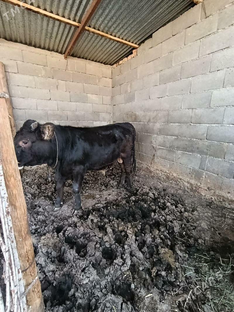 okuz tuwe - Bäherden - img 3