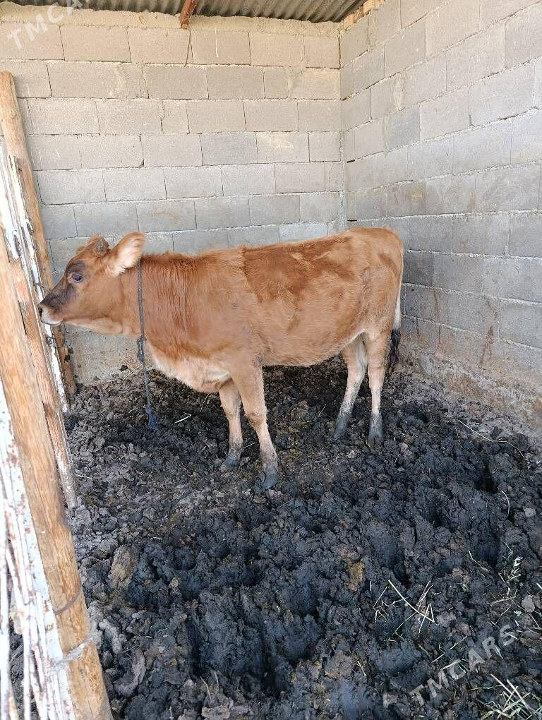 okuz tuwe - Bäherden - img 5