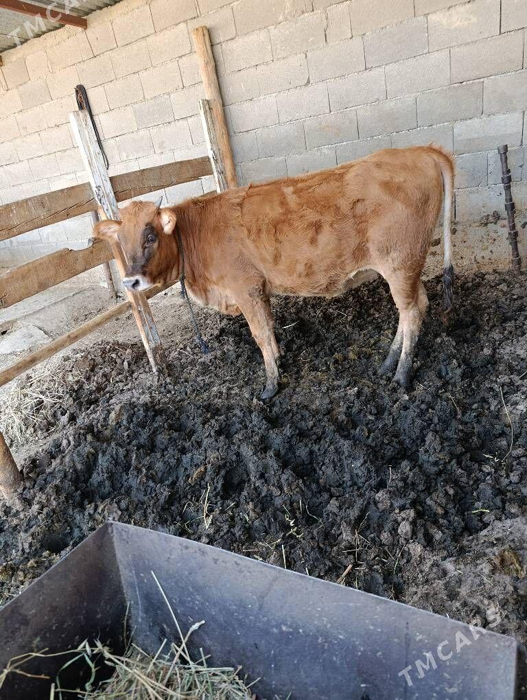 okuz tuwe - Bäherden - img 4