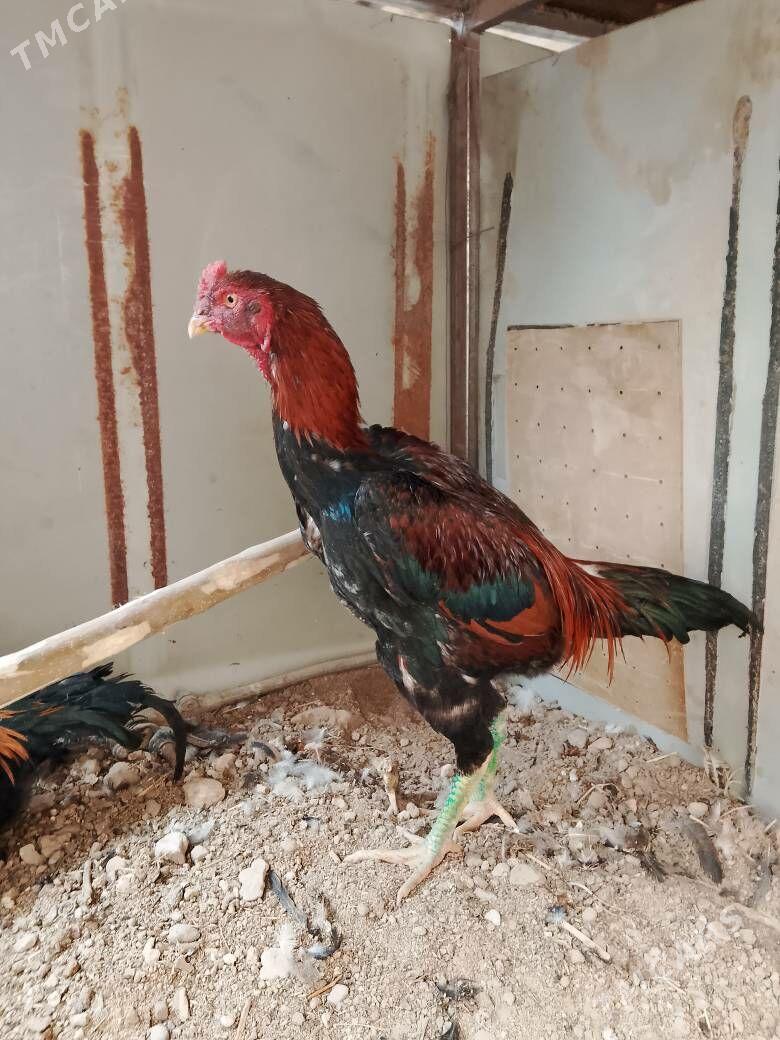 Baysow horaz - Чарджоу - img 3