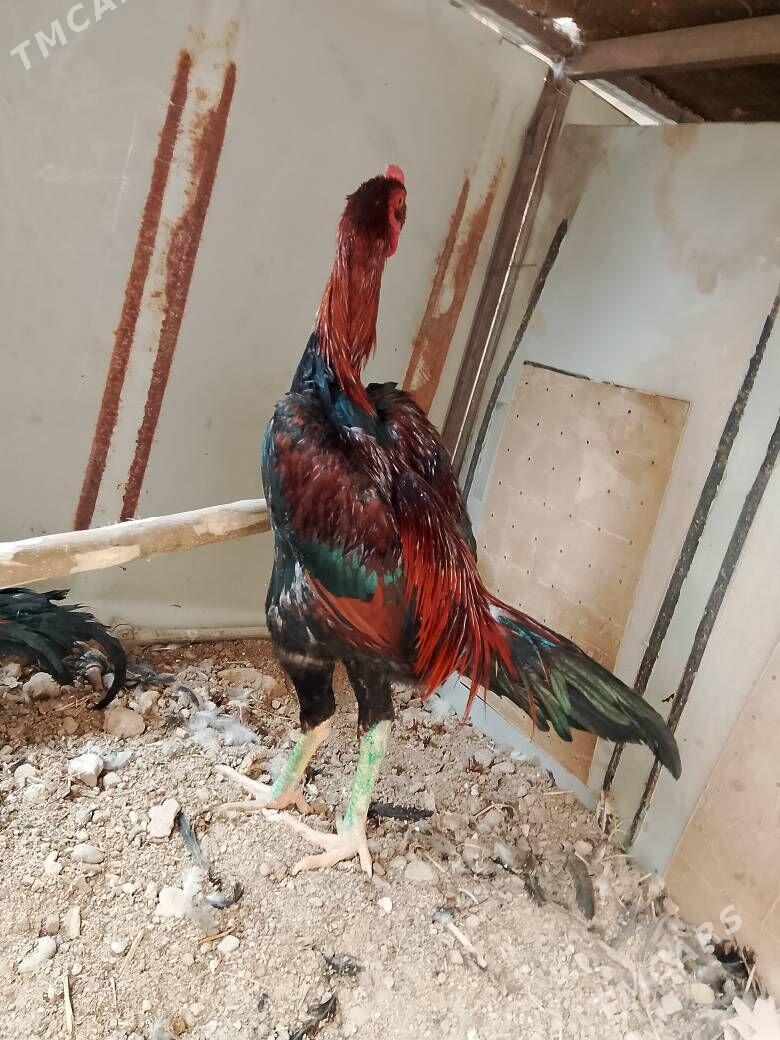 Baysow horaz - Чарджоу - img 2