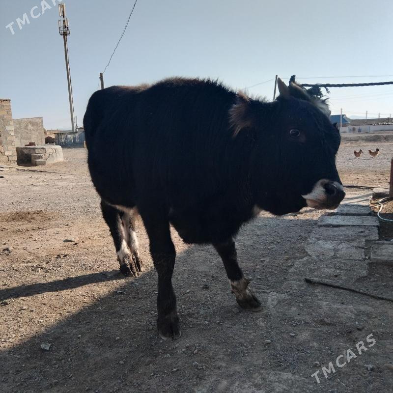 okuz - Гызыларбат - img 3