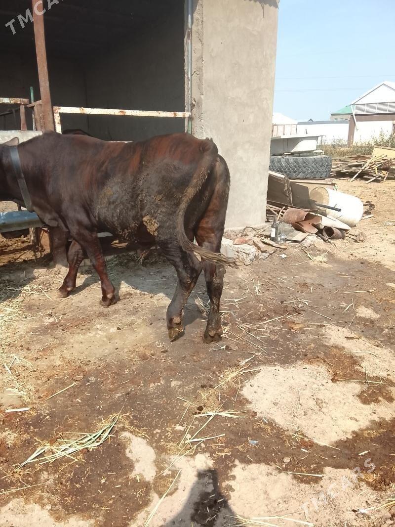 öküz - Мары - img 2