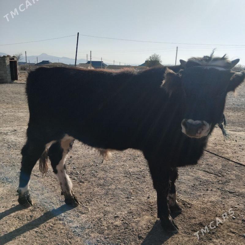 okuz - Гызыларбат - img 4