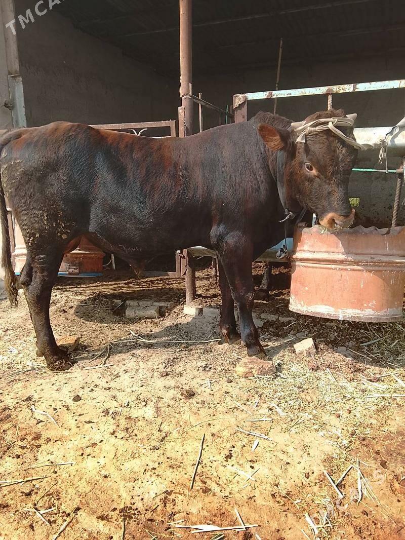 öküz - Мары - img 3