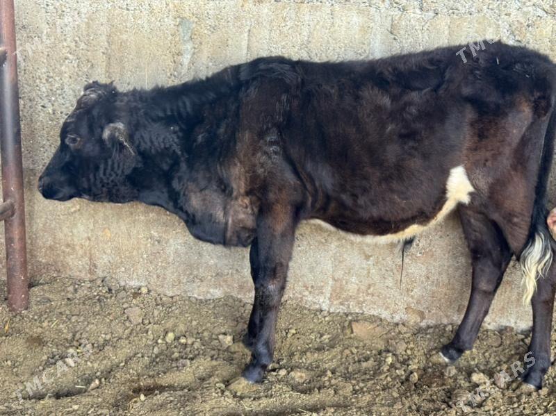 öküz - Бузмеин - img 3