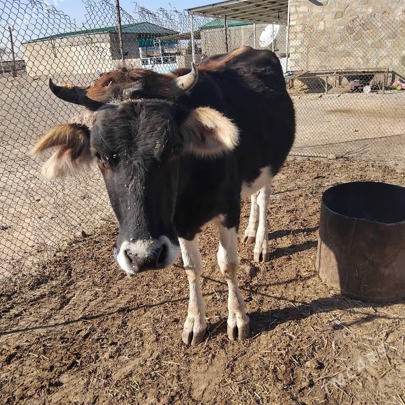 sygyr - Gyzylarbat - img 4