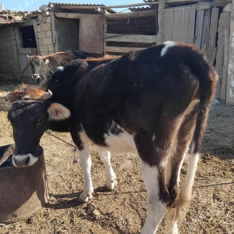 sygyr - Gyzylarbat - img 6