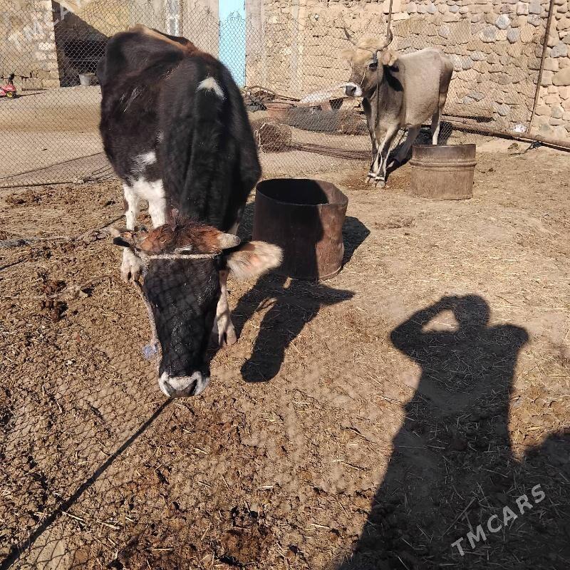 sygyr - Gyzylarbat - img 5