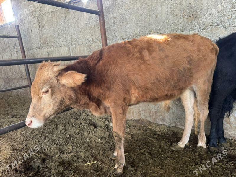 öküz - Бузмеин - img 2