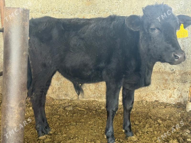 öküz - Бузмеин - img 1