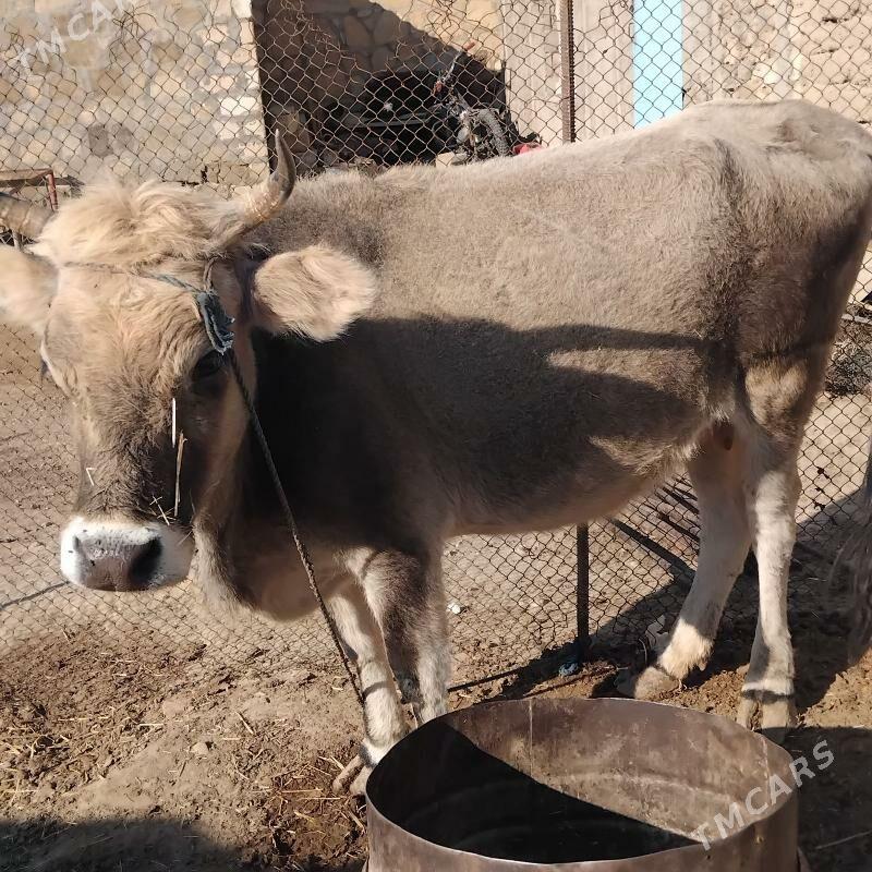 sygyr - Gyzylarbat - img 3