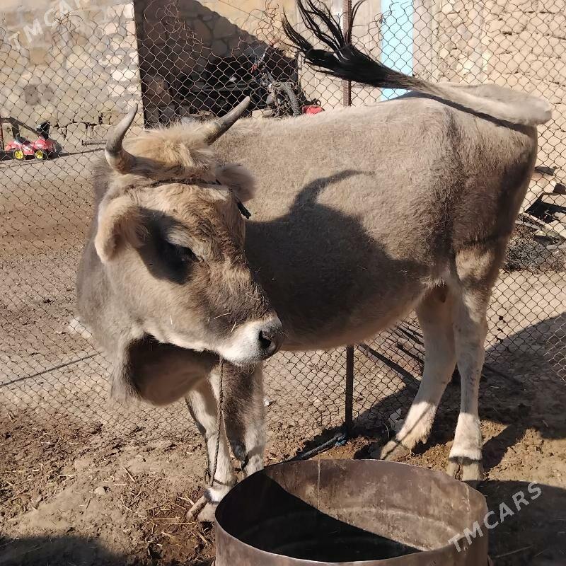 sygyr - Gyzylarbat - img 2