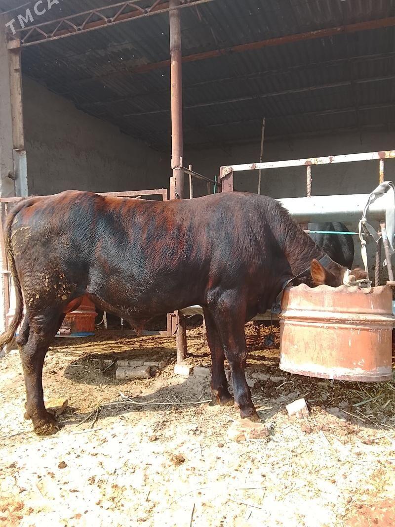 öküz - Мары - img 4