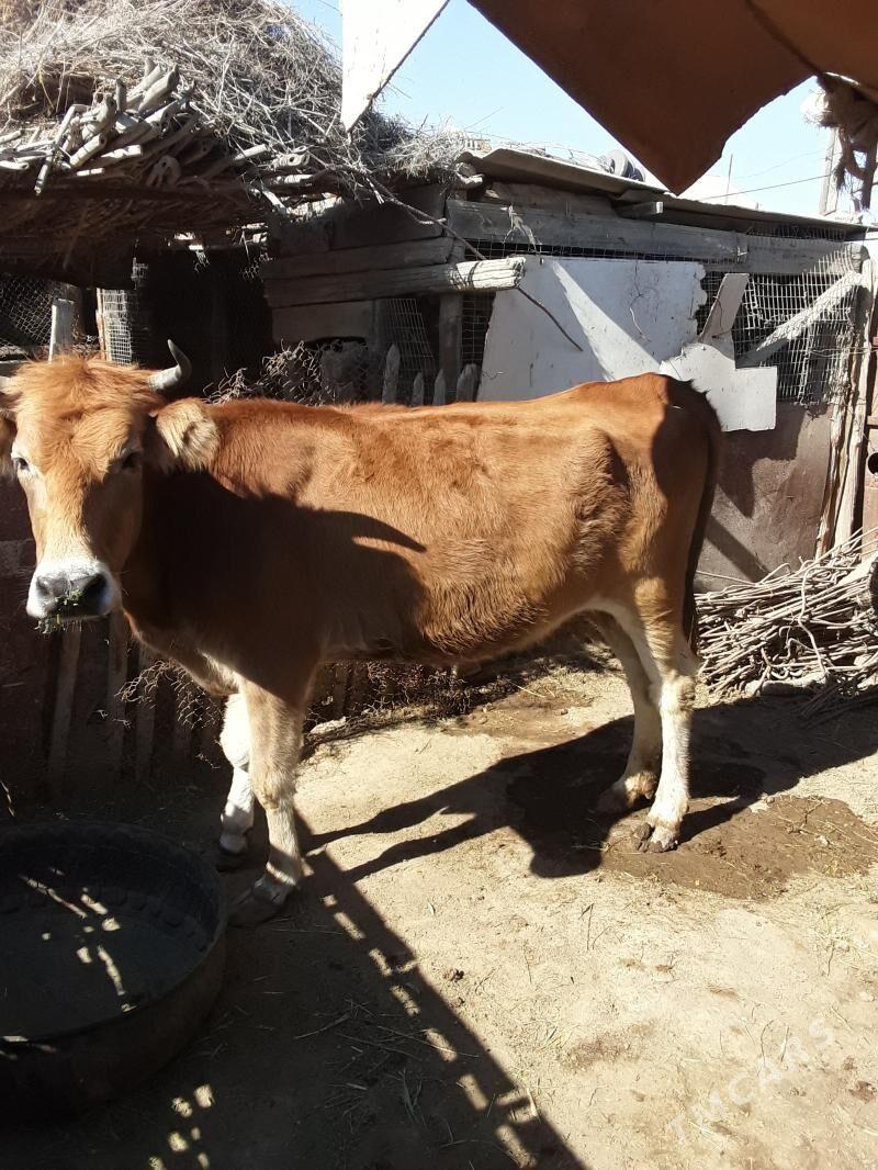 sygyr - Esenguly - img 2