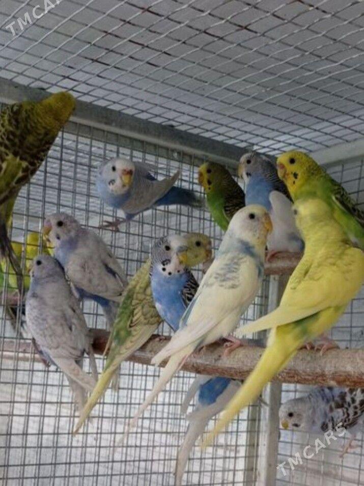 popugay guslar kletkalar - Ашхабад - img 3
