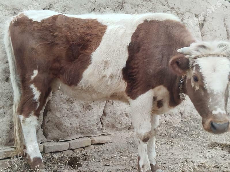 gacar - Görogly (Tagta) - img 2