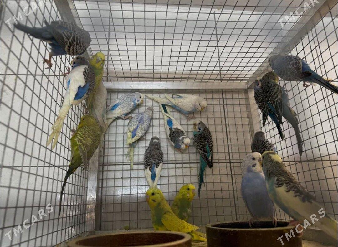 popugay guslar kletkalar - Ашхабад - img 2