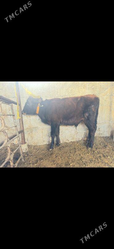 tuwe - Büzmeýin - img 3