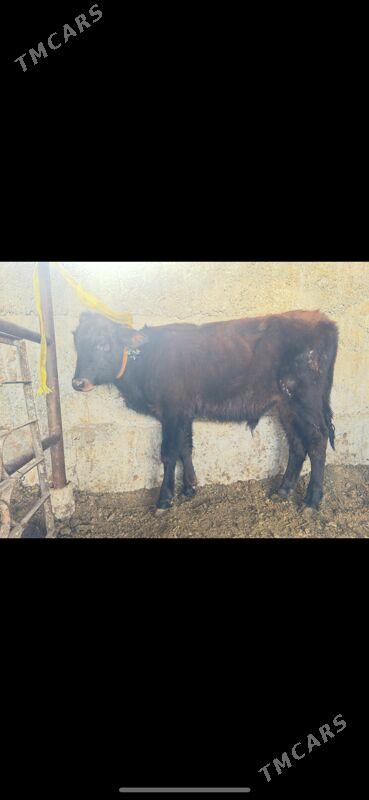 tuwe - Büzmeýin - img 4