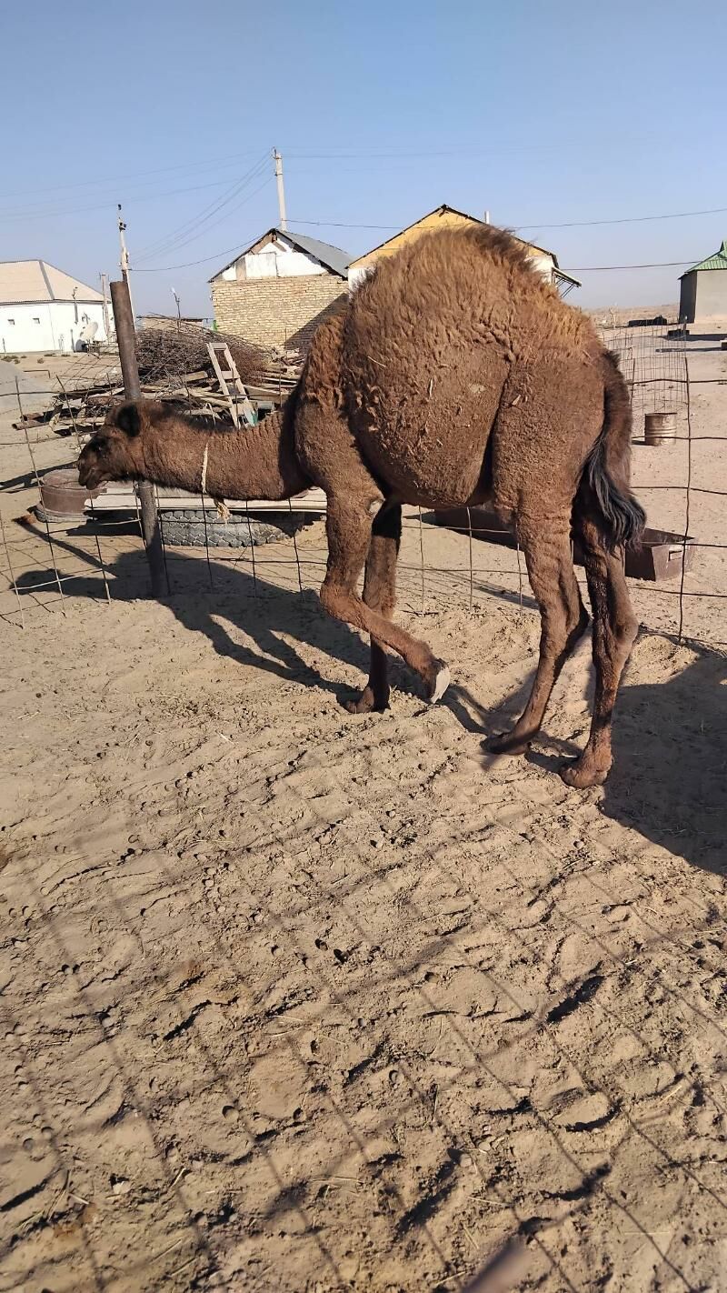 Duye torymly - Ак-Бугдайский этрап - img 8