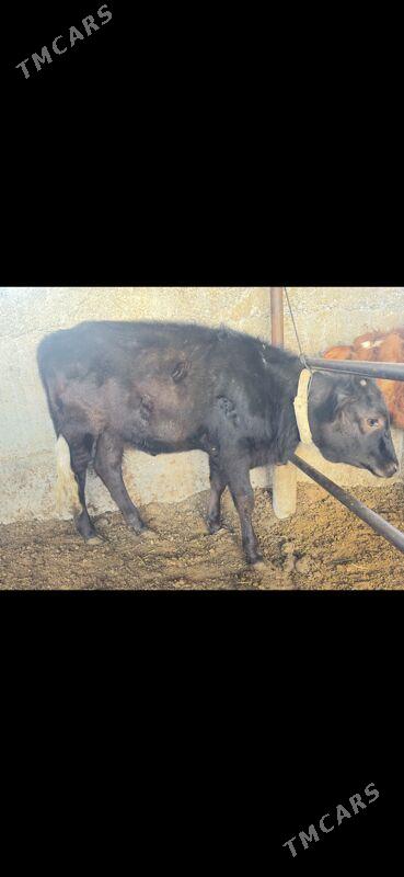 tuwe - Büzmeýin - img 2