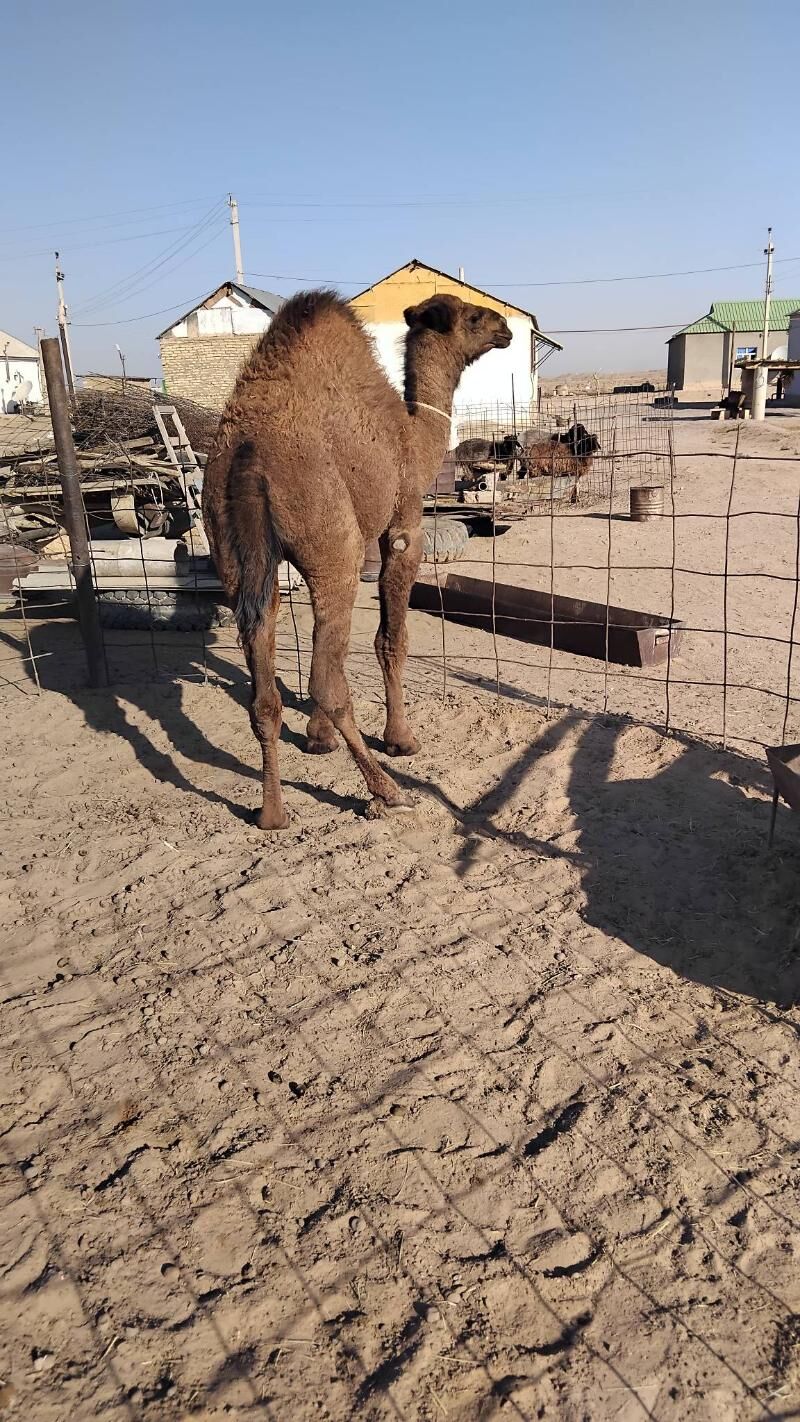 Duye torymly - Ак-Бугдайский этрап - img 9