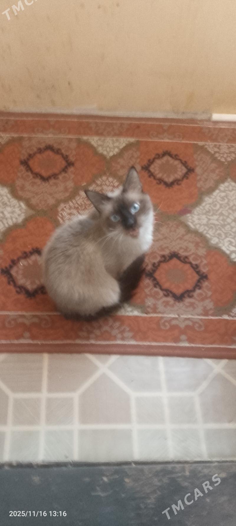 кошка для вязки - Türkmenbaşy - img 1