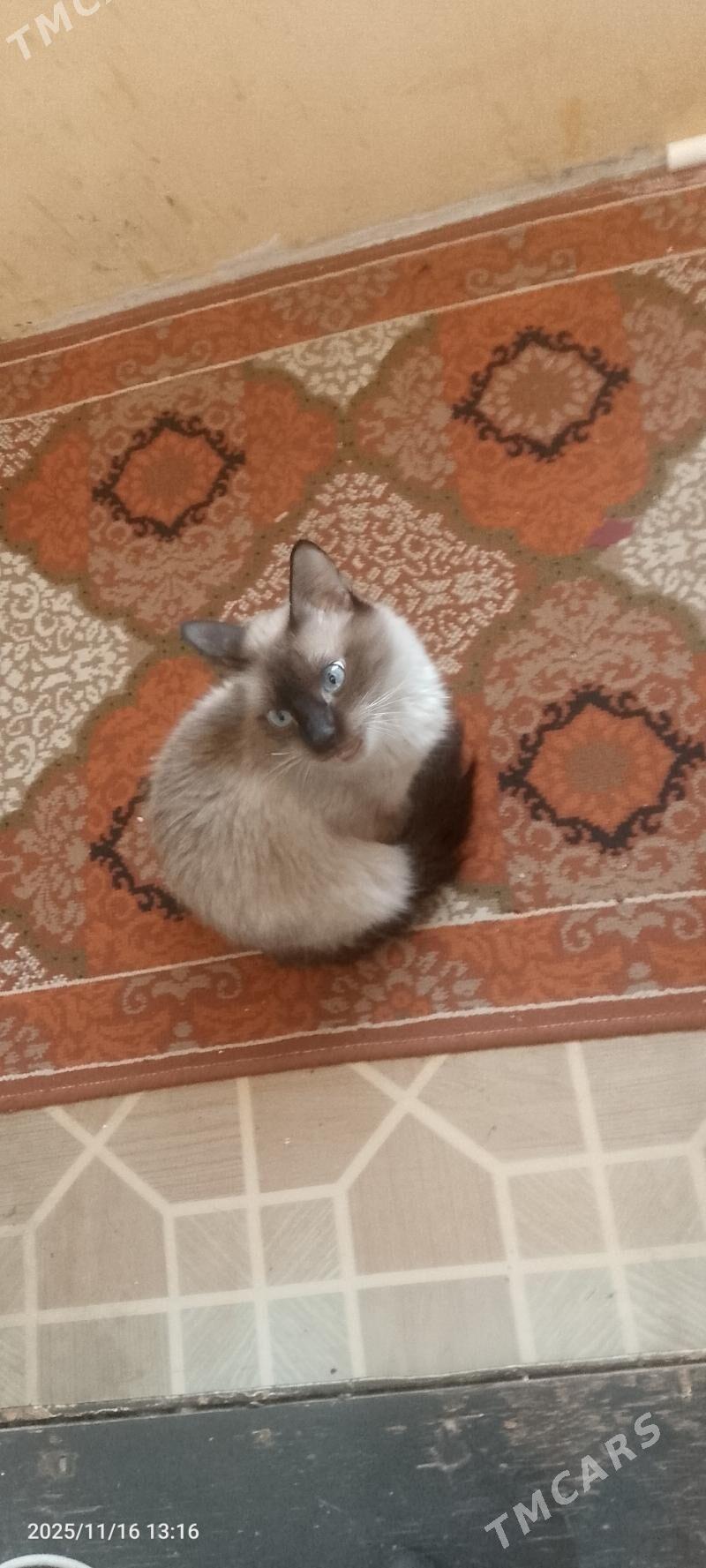 кошка для вязки - Türkmenbaşy - img 2