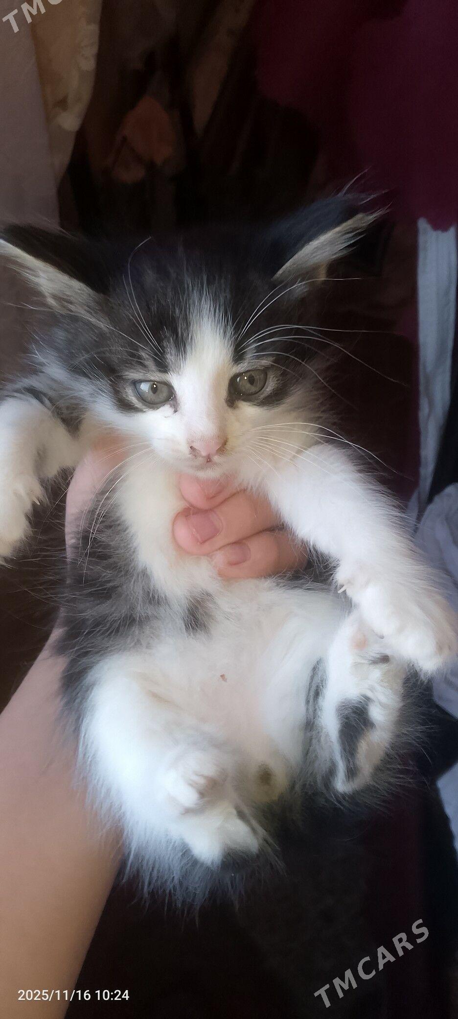 отдам в добрые руки - Туркменбаши - img 3