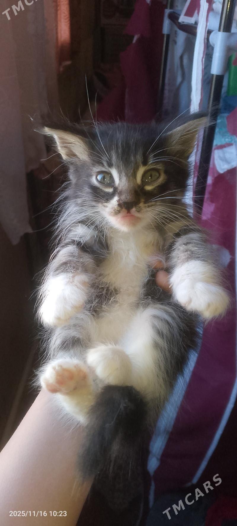 отдам в добрые руки - Туркменбаши - img 5