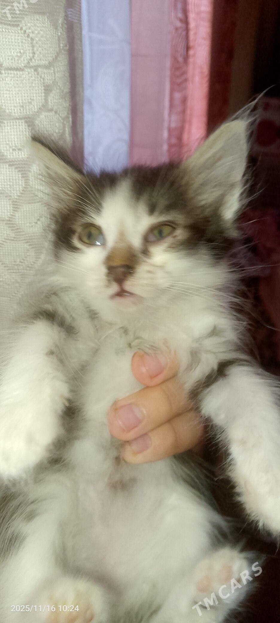 отдам в добрые руки - Туркменбаши - img 2