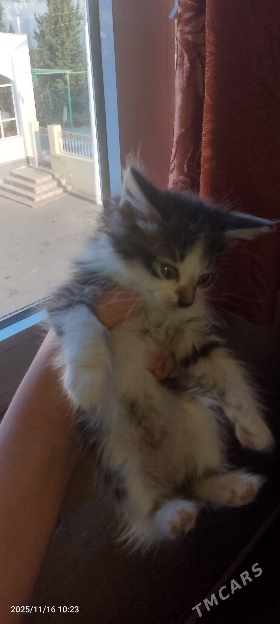 отдам в добрые руки - Туркменбаши - img 4