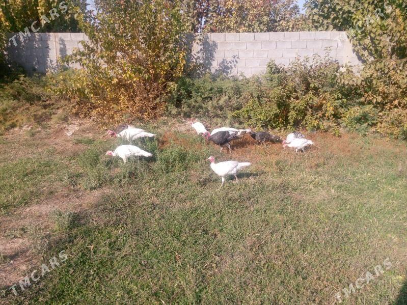 induk - Кака - img 2