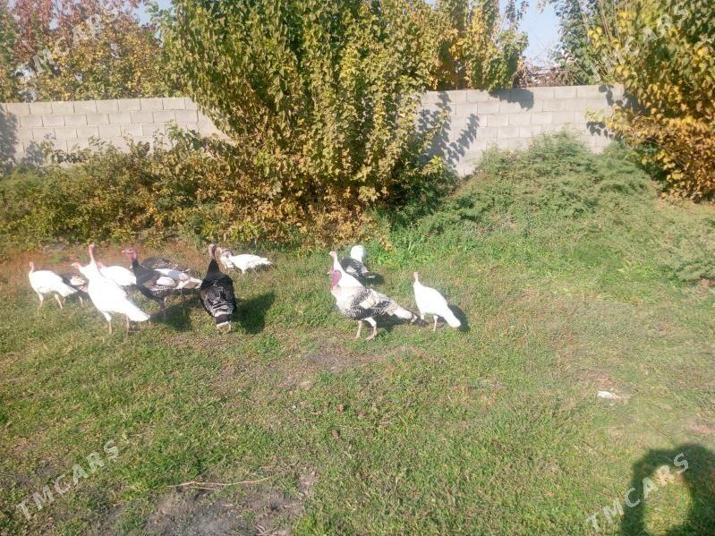 induk - Кака - img 3