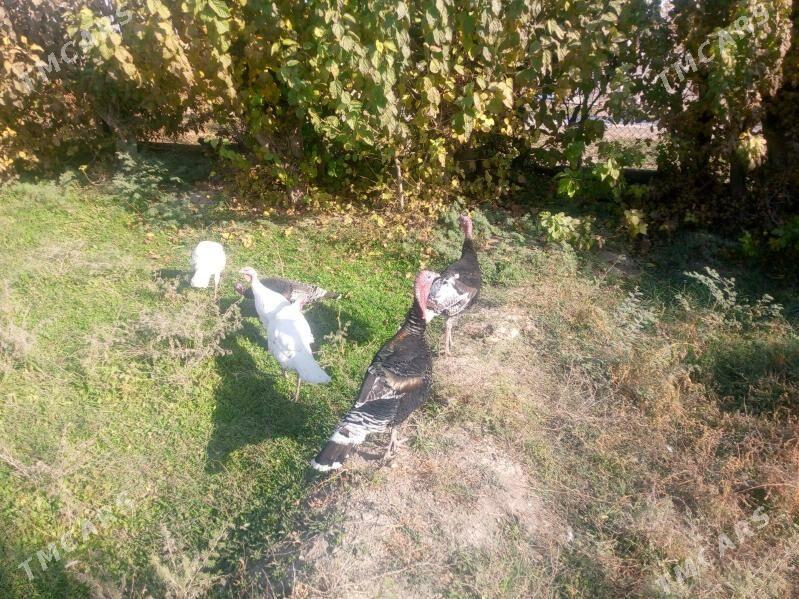 induk - Кака - img 4