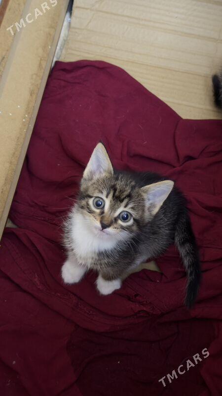 кошки - Howdan "W" - img 4