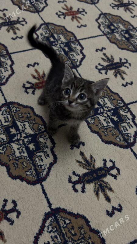 кошки - Howdan "W" - img 2