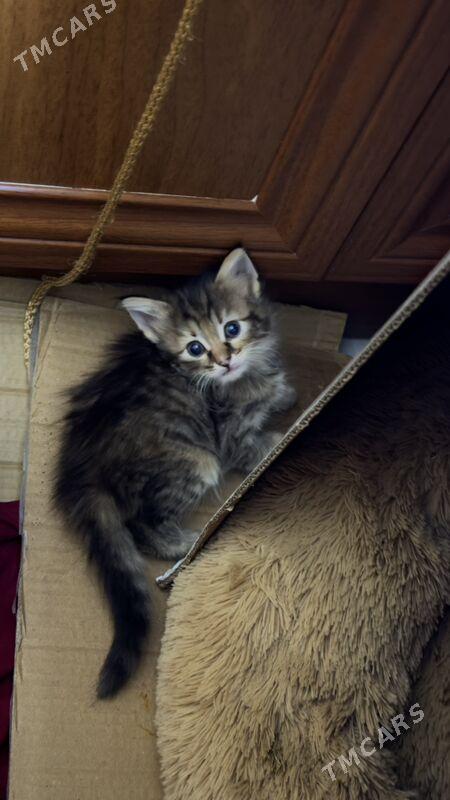 кошки - Howdan "W" - img 5