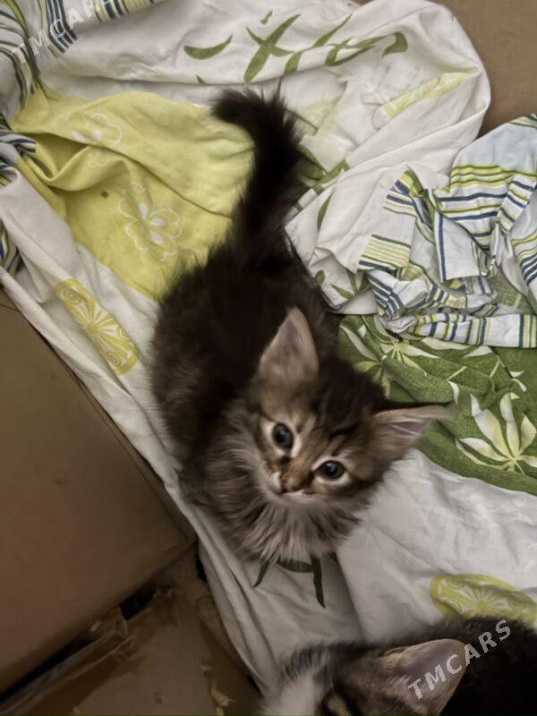 кошки - Howdan "W" - img 1