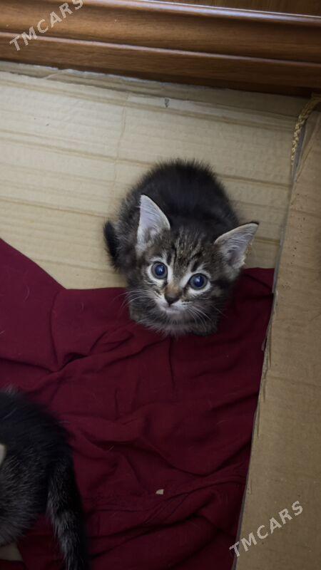 кошки - Howdan "W" - img 3