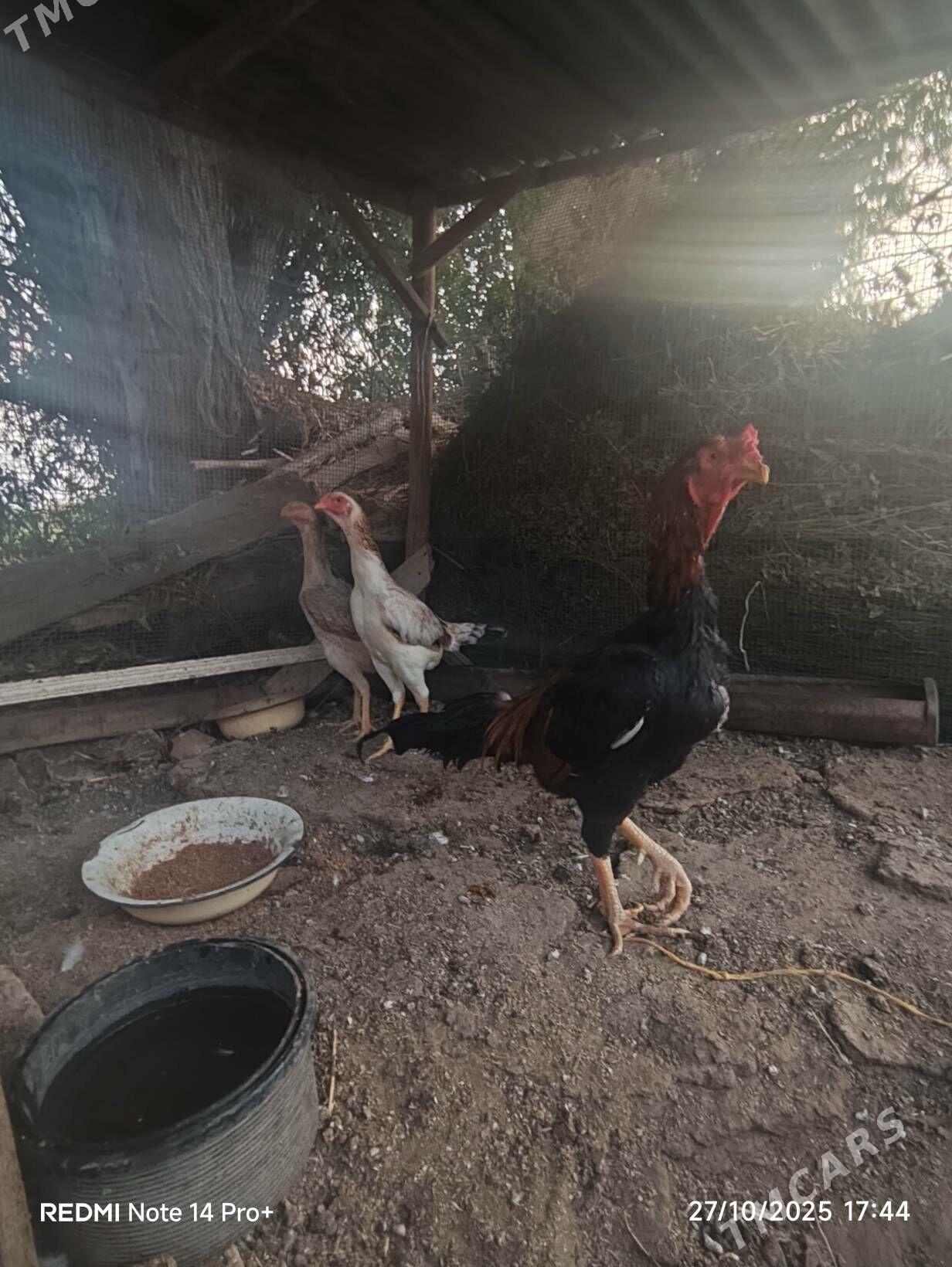 Baysok horaz - Дянев - img 2