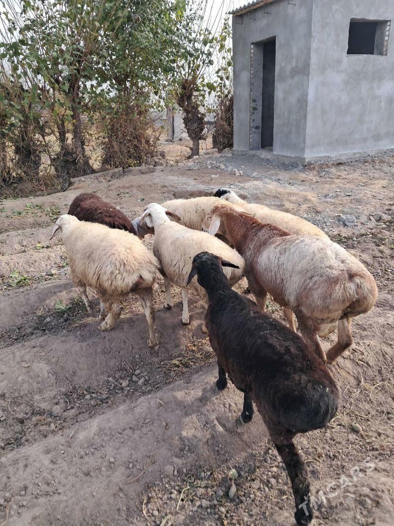 gisar goyunlar - Чарджоу - img 2