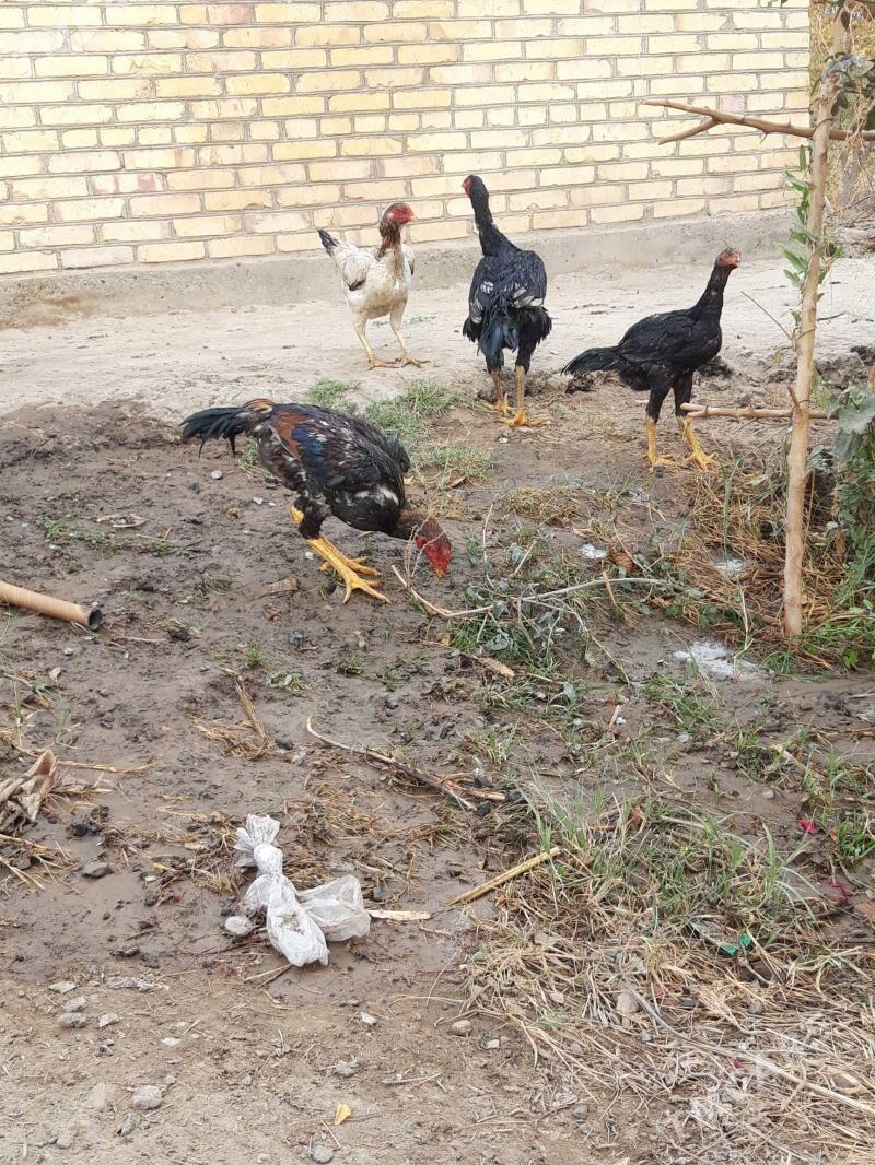 horaz - Дянев - img 2