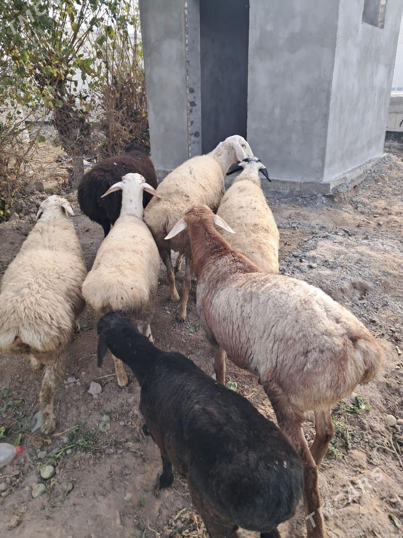 gisar goyunlar - Чарджоу - img 1